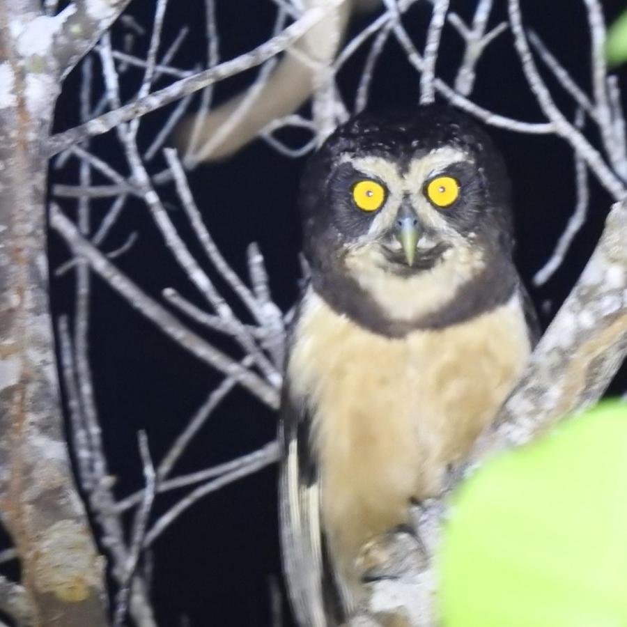 Arua Observacao De Vida Silvestre Прая-ду-Форті Екстер'єр фото