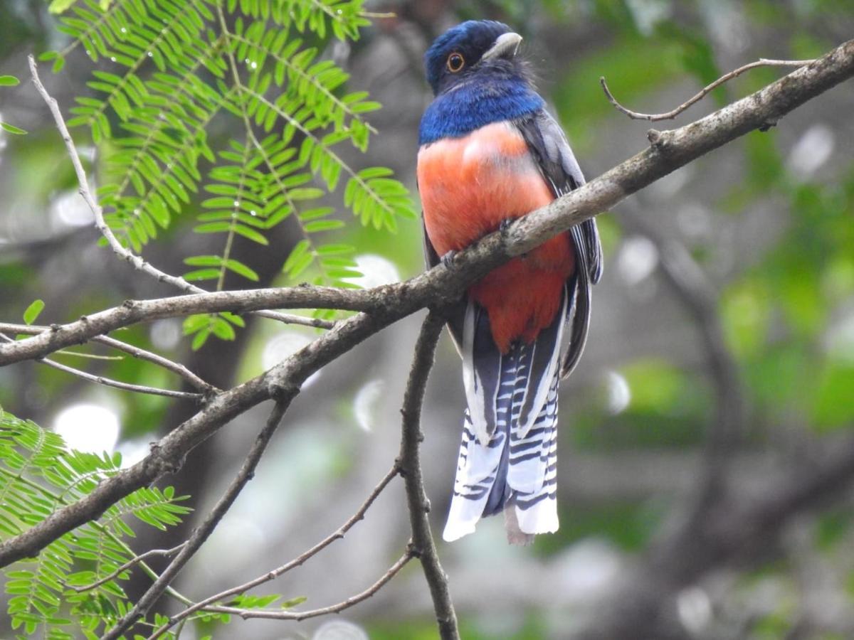 Arua Observacao De Vida Silvestre Прая-ду-Форті Екстер'єр фото