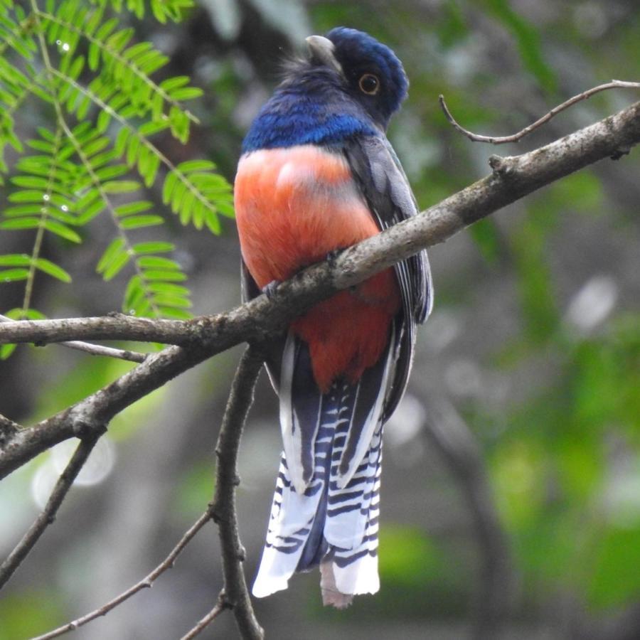 Arua Observacao De Vida Silvestre Прая-ду-Форті Екстер'єр фото